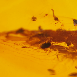 45.88 ct Amber with insect cabochon 33.57 x 23.51 x 20 mm