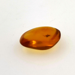 1,67 ct Ambra con insetto cabochon 12,80 x 10,20 x 4,51 mm