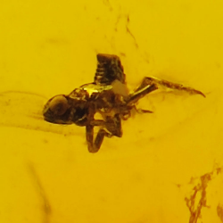 1,67 ct Ámbar con insecto cabujón 12.80 x 10,20 x 4,51 mm