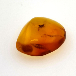 1,67 ct Ambra con insetto cabochon 12,80 x 10,20 x 4,51 mm