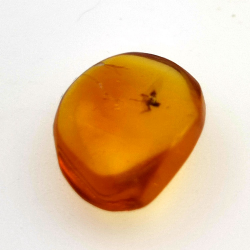1,67 ct Ambra con insetto cabochon 12,80 x 10,20 x 4,51 mm