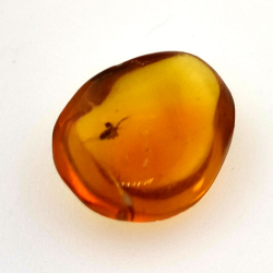 1,67 ct Ámbar con insecto cabujón 12.80 x 10,20 x 4,51 mm