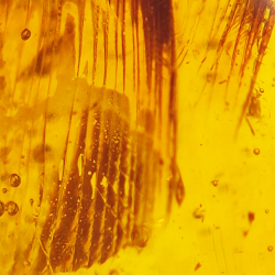 6.58 ct Amber with insect cabochon 19.15 x 15.02 x 7.84 mm