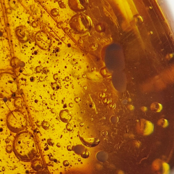 6,58 ct Bernstein mit Cabochon-Insekt 19,15 x 15,02 x 7,84 mm
