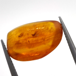 3,10 ct Bernstein mit Cabochon-Insekt 15,39 x 11,37 x 6,66 mm