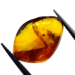 4,43 ct Bernstein mit Käfer in Cabochon 16,85 x 10,82 x 7,24 mm
