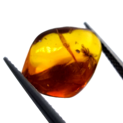 4.43 ct Amber with beetle in cabochon 16.85 x 10.82 x 7.24 mm