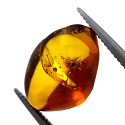 4,43 ct Ámbar con escarabajo en cabujón 16,85 x 10,82 x 7,24 mm