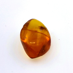 4,43 ct Bernstein mit Käfer in Cabochon 16,85 x 10,82 x 7,24 mm