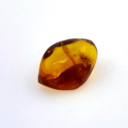 4,43 ct Bernstein mit Käfer in Cabochon 16,85 x 10,82 x 7,24 mm
