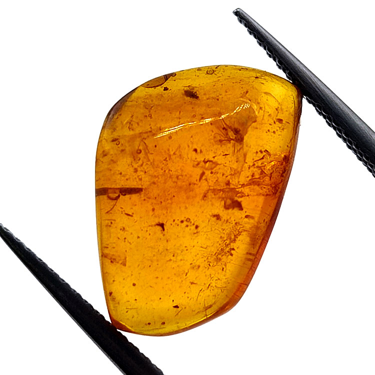 2,77 ct Bernstein mit Cabochon-Insekt 15,22 x 12,73 x 5,60 mm