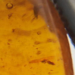 2.77 ct Amber with insect cabochon 15.22 x 12.73 x 5.60 mm