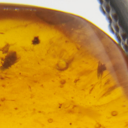 2.77 ct Amber with insect cabochon 15.22 x 12.73 x 5.60 mm
