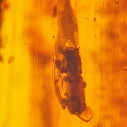 69,43 ct Ambre avec insecte cabochon 38,42 x 31,33 x 15,87 mm