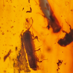 69,43 ct Ambre avec insecte cabochon 38,42 x 31,33 x 15,87 mm