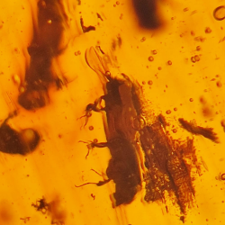 69.43 ct Amber with insect cabochon 38.42 x 31.33 x 15.87 mm