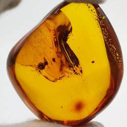 71,26 ct Ámbar con insecto cabujón 43,86 x 37,31 x 17,80 mm
