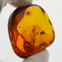 71,26 ct Ambre avec insecte cabochon 43,86 x 37,31 x 17,80 mm