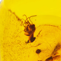 71,26 ct Ambre avec insecte cabochon 43,86 x 37,31 x 17,80 mm