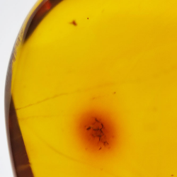 71,26 ct Ámbar con insecto cabujón 43,86 x 37,31 x 17,80 mm