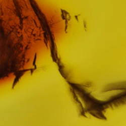 13.52 ct Cabochon Amber with Insect, 28.62 × 18.34 × 10.56 mm