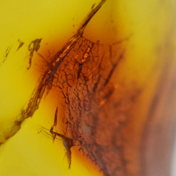13.52 ct Cabochon Amber with Insect, 28.62 × 18.34 × 10.56 mm
