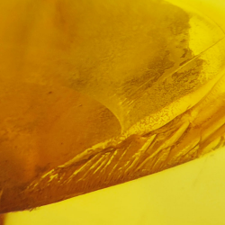 Ambre cabochon avec insecte 13,52 ct, 28,62 × 18,34 × 10,56 mm
