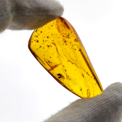 15.37 ct Cabochon Amber with Insect, 38.10 × 19.18 × 7.34 mm