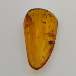 Ambre cabochon avec insecte 15,37 ct, 38,10 × 19,18 × 7,34 mm