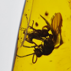 15.37 ct Cabochon Amber with Insect, 38.10 × 19.18 × 7.34 mm