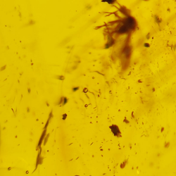 15.37 ct Cabochon Amber with Insect, 38.10 × 19.18 × 7.34 mm