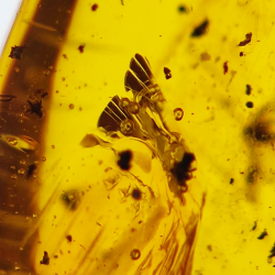 16.28 ct Cabochon Amber with Insect, 25.69 × 17.25 × 12.22 mm