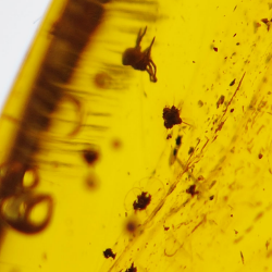16.28 ct Cabochon Amber with Insect, 25.69 × 17.25 × 12.22 mm
