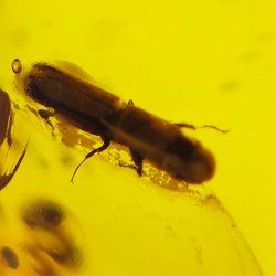 16.28 ct Cabochon Amber with Insect, 25.69 × 17.25 × 12.22 mm