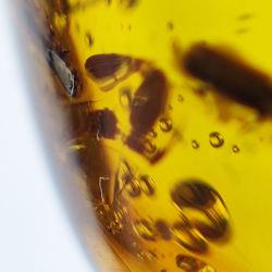Ambre cabochon avec insecte 16,28 ct, 25,69 × 17,25 × 12,22 mm