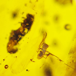 16.28 ct Cabochon Amber with Insect, 25.69 × 17.25 × 12.22 mm