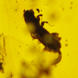 16.28 ct Cabochon Amber with Insect, 25.69 × 17.25 × 12.22 mm