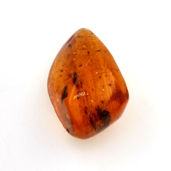 16,97 ct Ambre avec insecte cabochon 29,28 x 15,78 x 13,46 mm