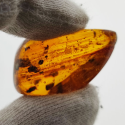 16,97 ct Ámbar con insecto cabujón 29,28 x 15,78 x 13,46 mm