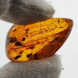16,97 ct Ámbar con insecto cabujón 29,28 x 15,78 x 13,46 mm
