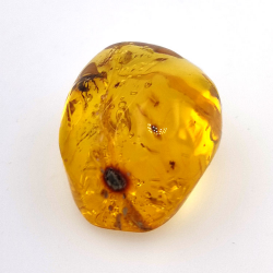 25,52 ct Ámbar con insecto cabujón 28,64 x 21,02 x 13,46 mm