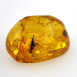25,52 ct Ámbar con insecto cabujón 28,64 x 21,02 x 13,46 mm