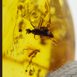 25,52 ct Ambre avec insecte cabochon 28,64 x 21,02 x 13,46 mm