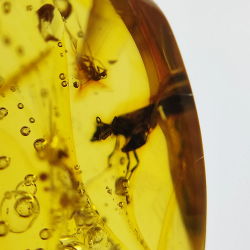 25,52 ct Ambre avec insecte cabochon 28,64 x 21,02 x 13,46 mm