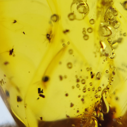 25.52 ct Amber with insect cabochon 28.64 x 21.02 x 13.46 mm