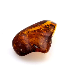 77,03 ct Bernstein mit Insekt Cabochon 54,22 x 34,87 x 16,63 mm