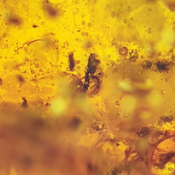 77.03 ct Amber with insect cabochon 54.22 x 34.87 x 16.63 mm