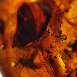77,03 ct Ambre avec insecte cabochon 54,22 x 34,87 x 16,63 mm