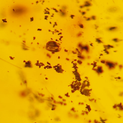 22.41 ct Amber with insect cabochon 33.67 x 19.94 x 13.28 mm