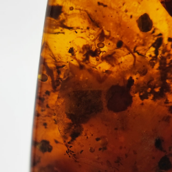 63.52 ct Amber with insect cabochon 43.38 x 27.52 x 15.45 mm
